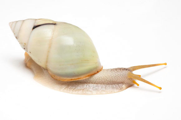 Amphidromus perversus Ha Tien, Vietnam adult